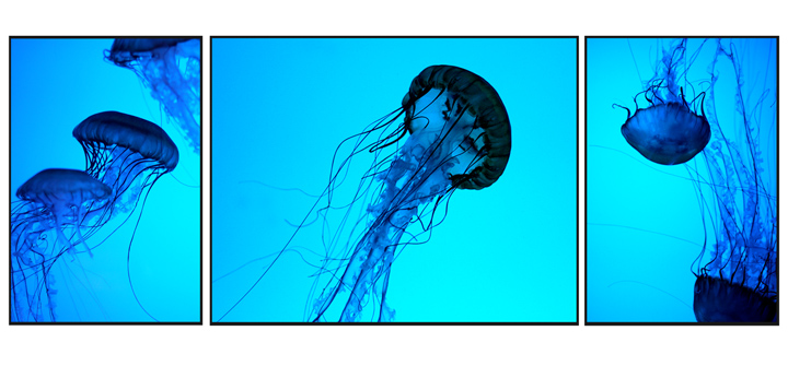 Jellyfish