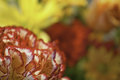 Bokeh - Rule of Thirds - Shallow DOF