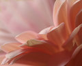 Backlighting , Soft Focus , Tilted Angle
