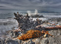 Kelp & Driftwood (Deep DOF, Centered Comp, Stop Action)