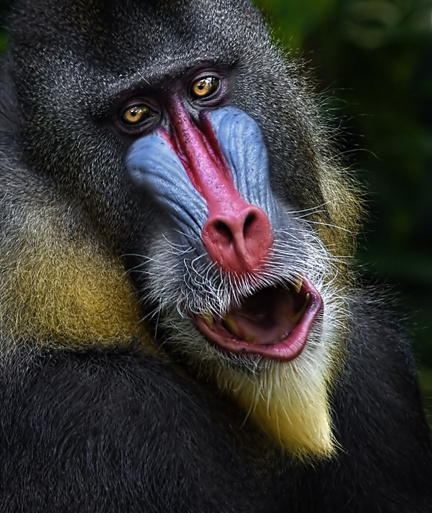Mandrill PORTRAIT, RULE OF THIRDS, SHALLOW DOF
