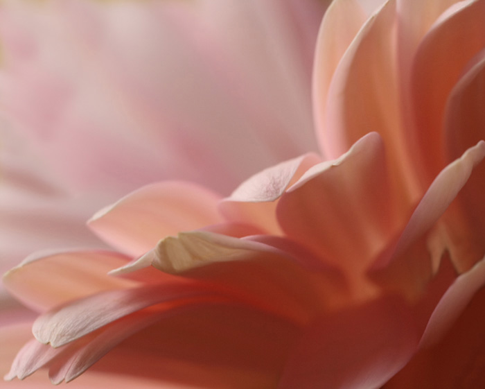 Backlighting , Soft Focus , Tilted Angle