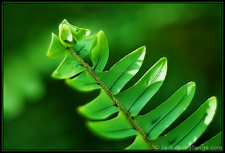 Bokeh, Rule of 3rd's & Tilted Angle