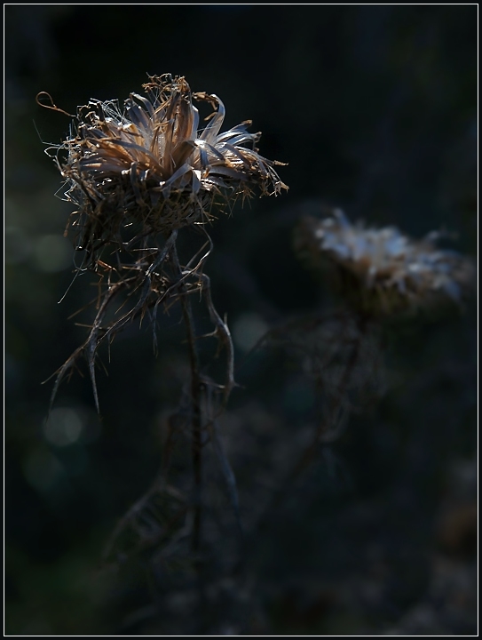 Backlighting, Bokeh, Shallow DOF