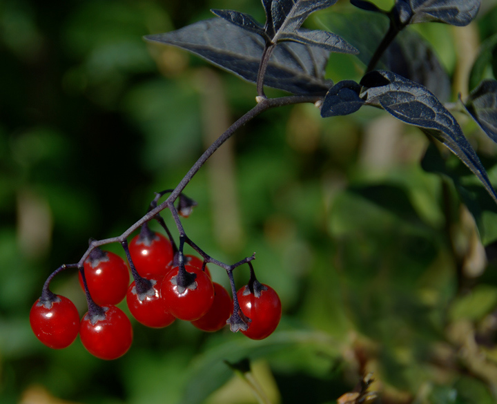 Leading lines, Rule of thirds, Shallow DOF