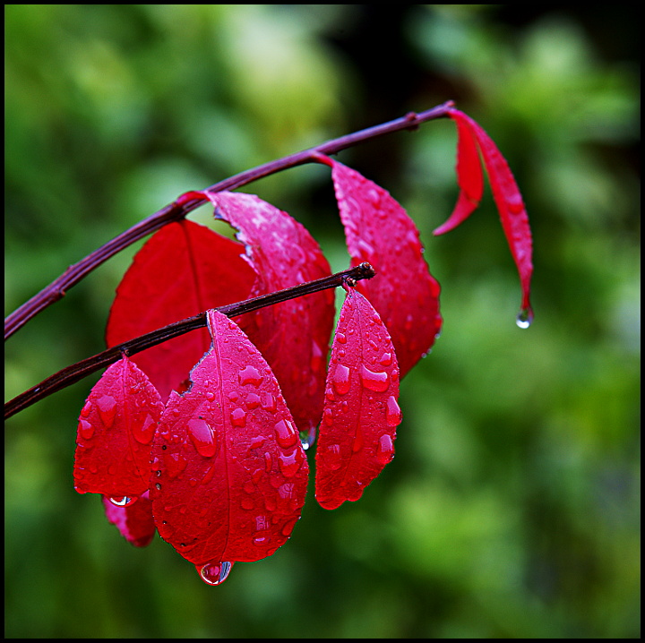 Bokeh, Leading Lines, Shallow DOF