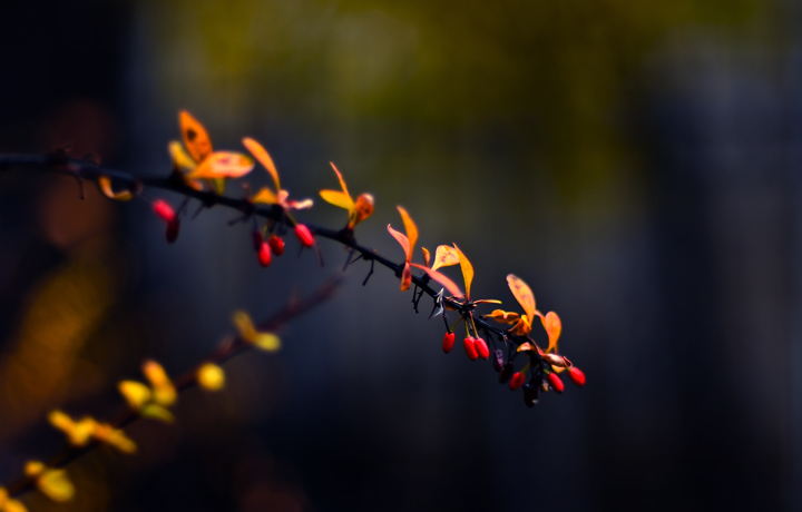 bokeh, rule of thirds, shallow DOF, 