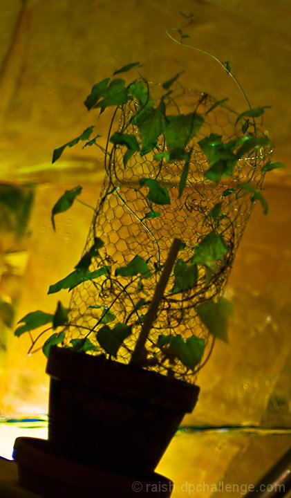 Backlit Tilted Bokeh Bouquet