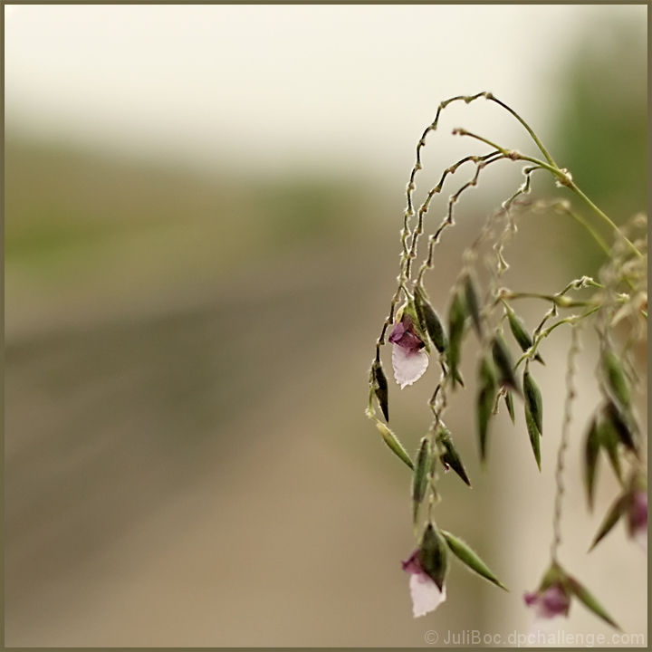 Leading Lines, Shallow DOF, Soft Focus