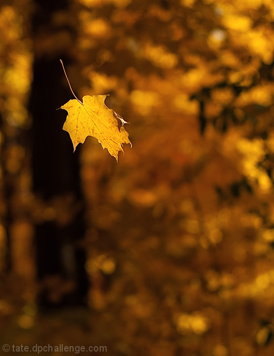 backlight, rule of thirds, bokeh