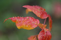 Fall Beauty