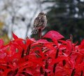 Bird Atop Cardinal Bush