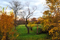 The Golden Foliage