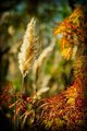 Fall Colors of Mississippi