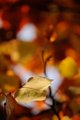 just a leaf