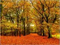 Forest Palette
