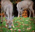 Mmmmm...Foliage!