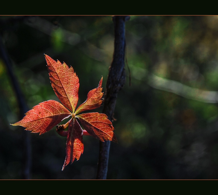 Virginia Creeper