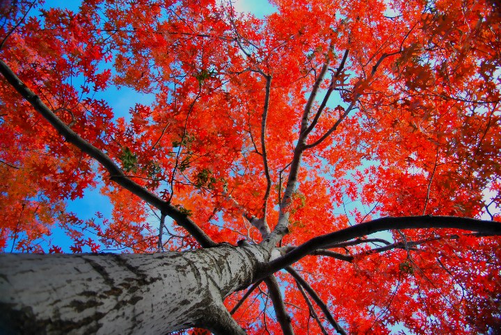 Beneath the Red Canopy 