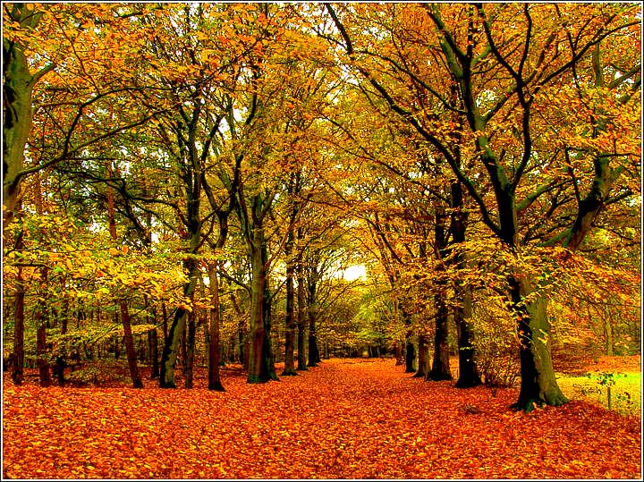 Forest Palette