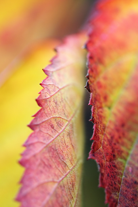 Blackberry leaves