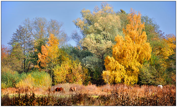 Wild Horses