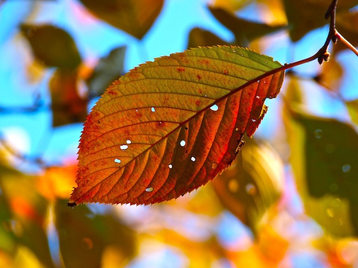 Autumn Leaf