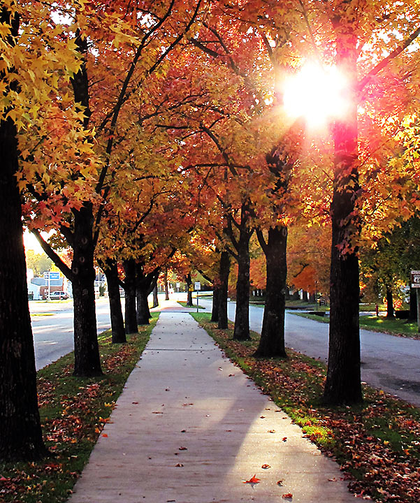 Fall Walk