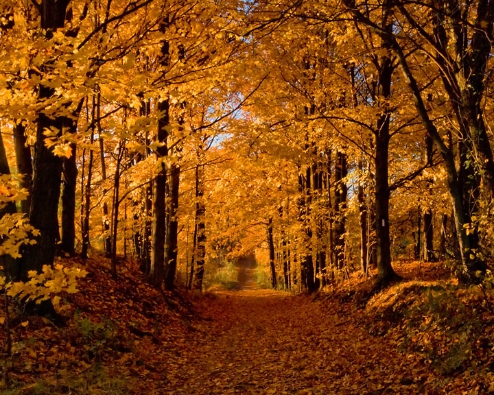Down the Autumn Path