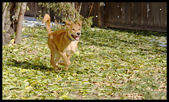 Running Through the Leaves