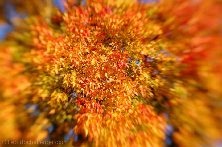 Autumn Burst