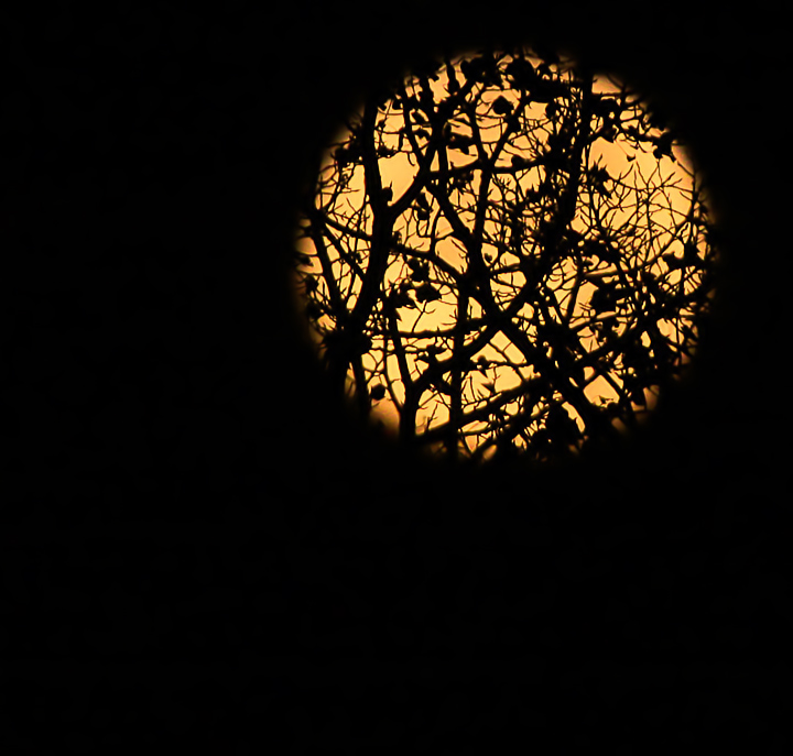 Moon Through Fall Foliage