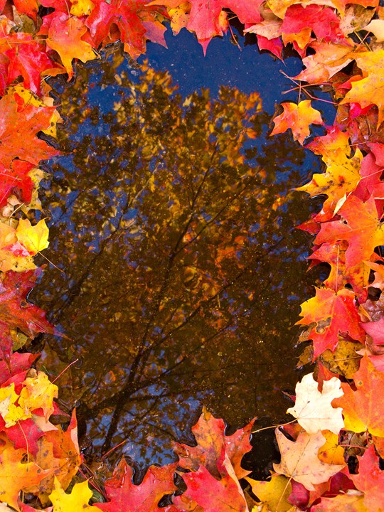 Autumn Reflection