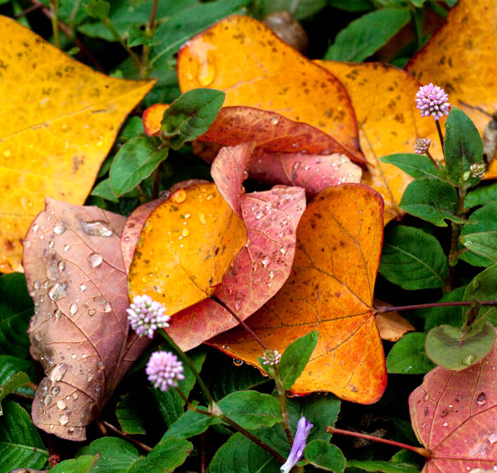 Fall Foliage at 32 N  117W 0 ft.