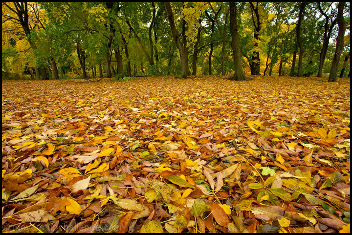 Seasonal Carpet