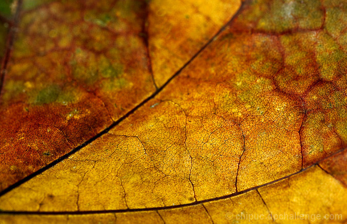 Autumn Mosaic