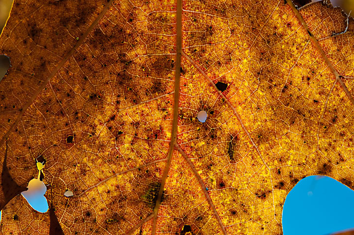 City in a Leaf