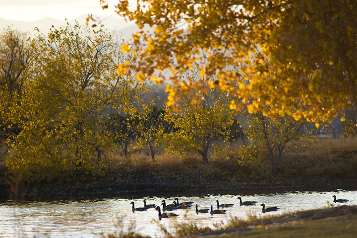 Fall Geese