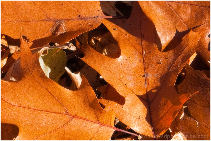 Oak Leaves