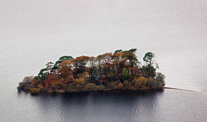 Tree Mouse Island