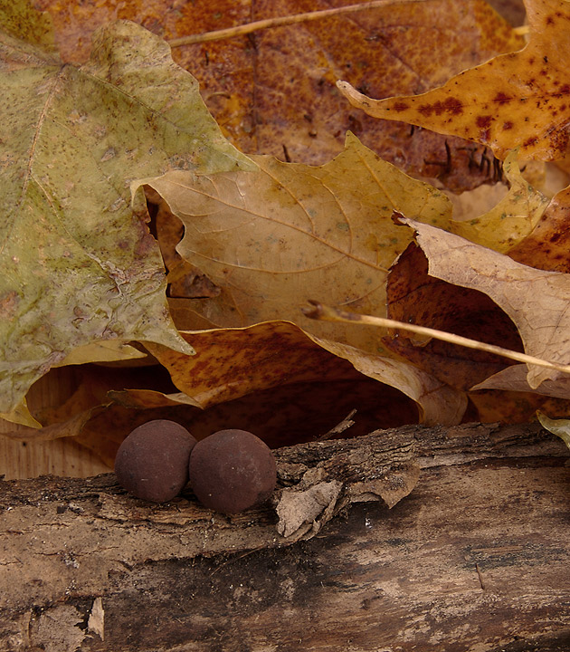 Leaves, log and fungi