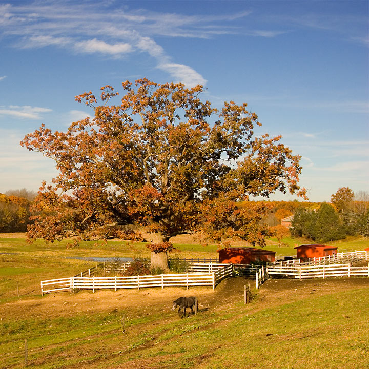 Horse Barn Hill