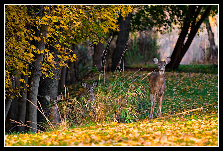 Among the Leaves