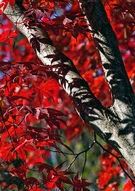 Japanese Maple Tree