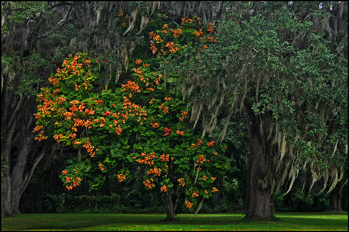 Golden Rain Tree 