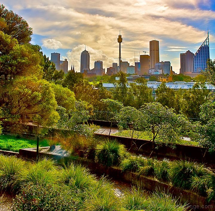 Spring Foliage In Sydney