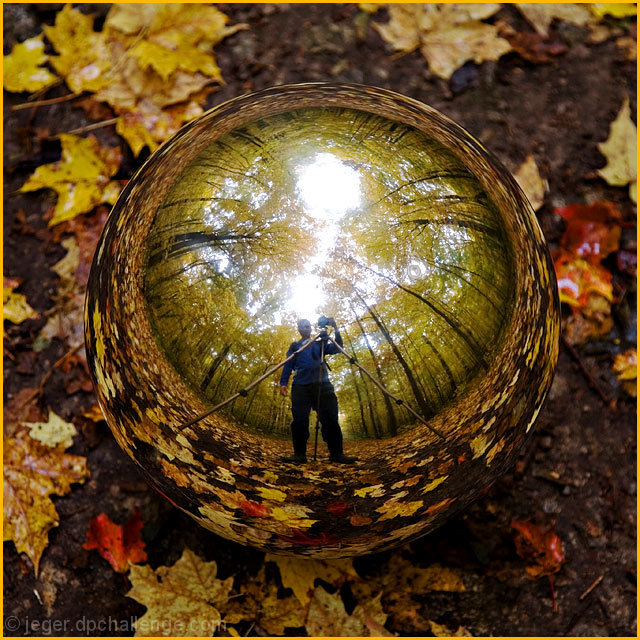 Portrait in the Forest