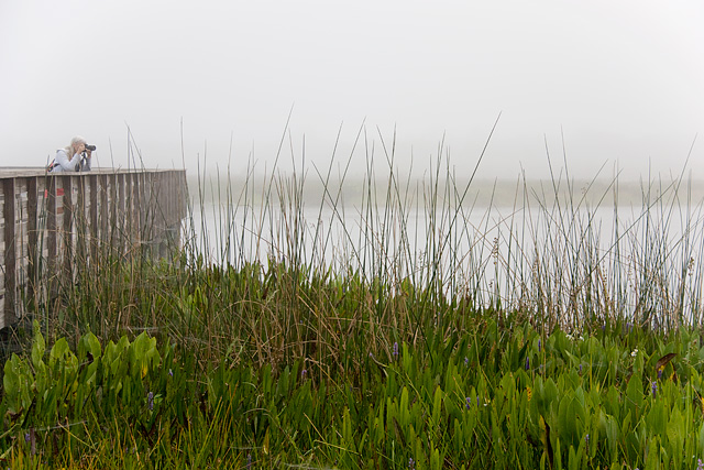 Through the fog