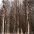 Fall Birches