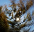 Autumn Spin